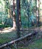 Kullfallna tr�d sparas av naturv�rdssk�l och d�rf�r kan skogen p� sina h�ll vara lite sv�rframkomlig.