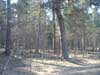 I Kronparken p� kartans norra del finns ett av Sveriges m�ktigaste best�nd av gammeltallar. Flera �r �ver 300 �r gamla och har imponerande omkrets. Upplands st�rsta tall v�xer i mitten av parken. St�ngslet vittnar om sommarhalv�rets f�rbete.