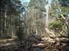 En gammeltall som gett vika i Kronparken. L�gorna l�mnas kvar till gl�dje f�r m�nga djur och v�xter.