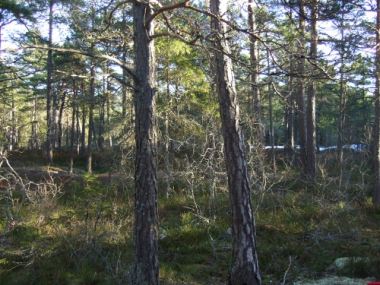 Idrottsplatsen skogen, orienterarnas hemmaplan.